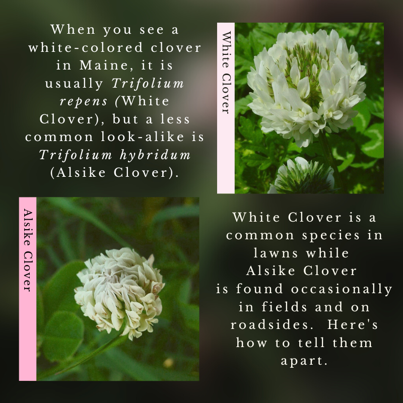 White Clover (Trifolium repens) & Alsike Clover (Trifolium hybridum)