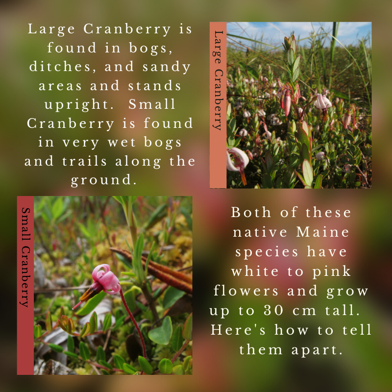 Large Cranberry (Vaccinium macrocarpon) & Small Cranberry (Vaccinium oxycoccos)