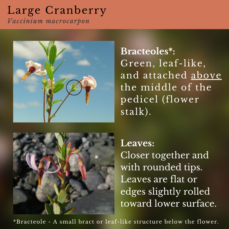 Large Cranberry (Vaccinium macrocarpon)