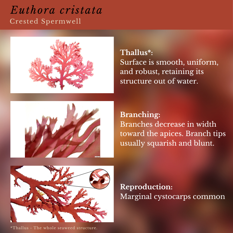 Euthora cristata (Crested Spermwell)
