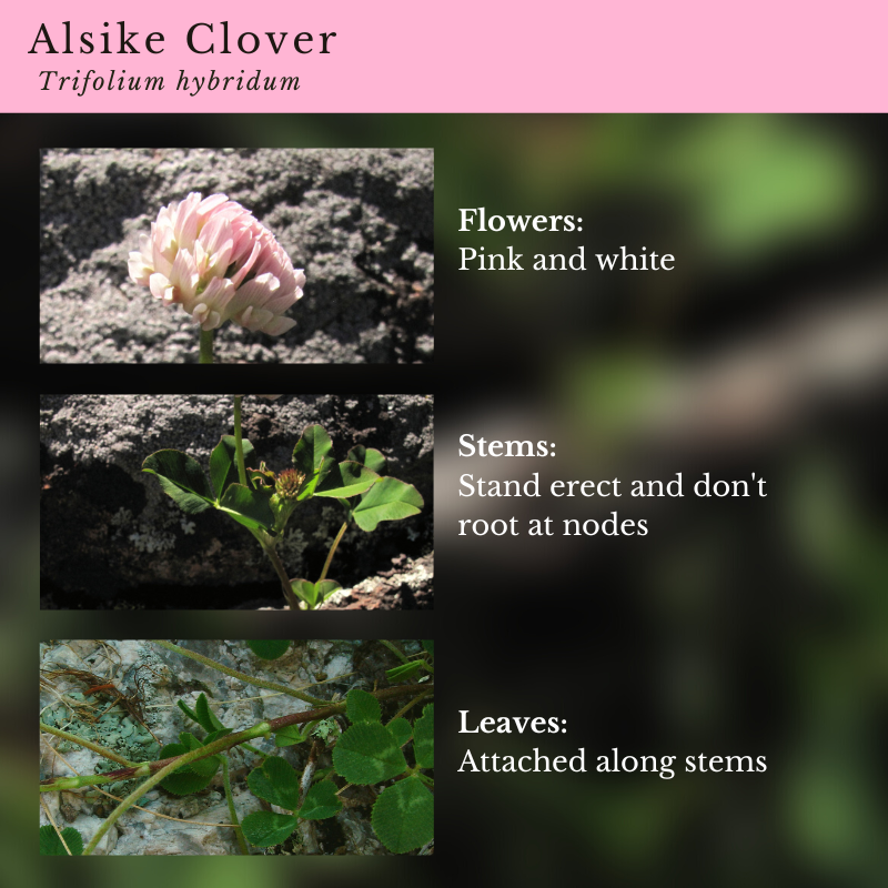 Alsike Clover (Trifolium hybridum)