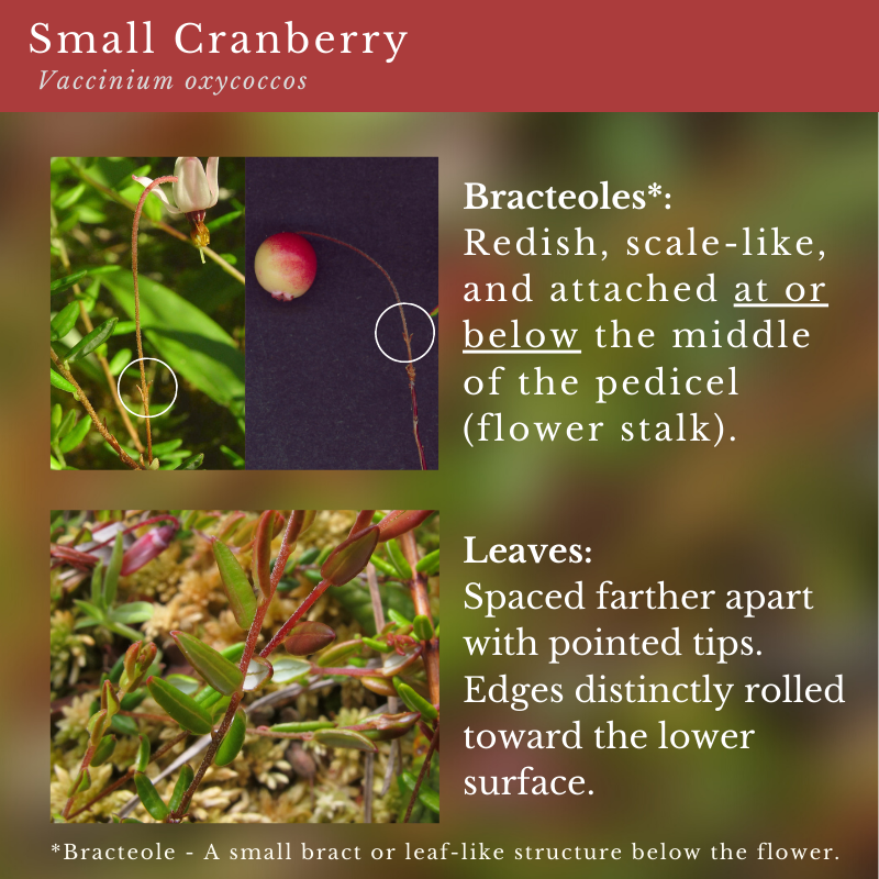 Small Cranberry (Vaccinium oxycoccos)