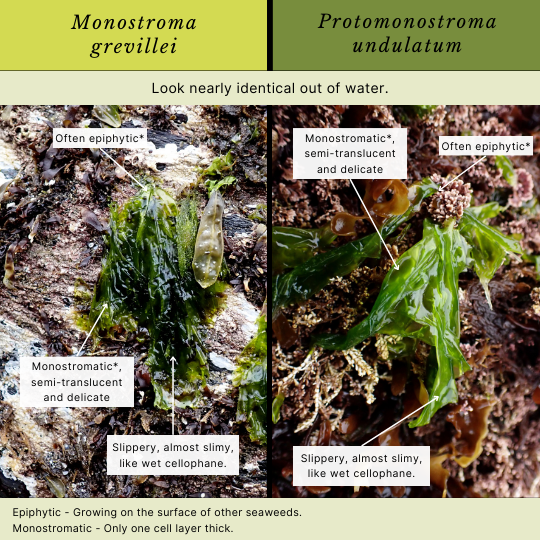 Monostroma grevillei and Protomonostroma undulatum
