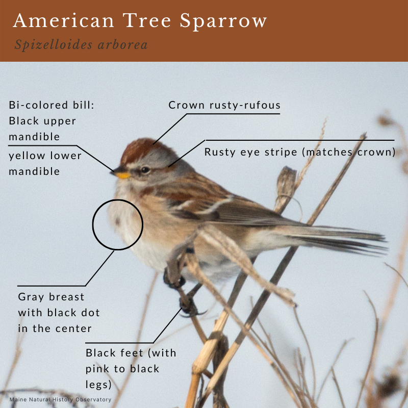 American Tree Sparrow (Spizelloides arborea)