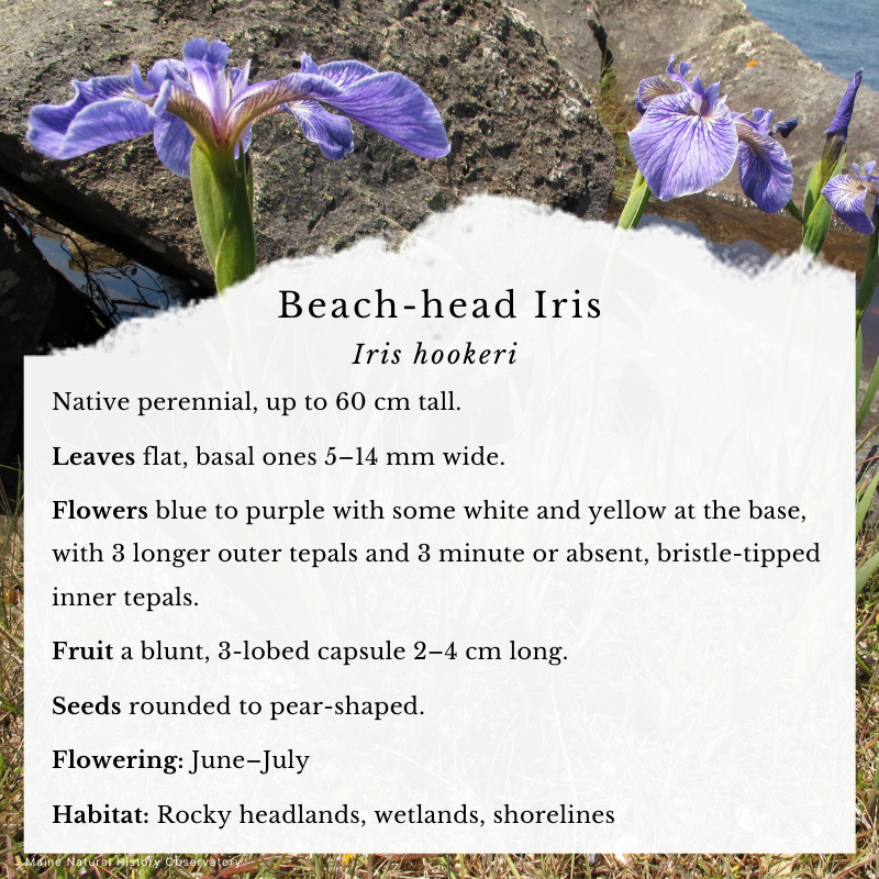 Beach-head Iris (Iris hookeri)