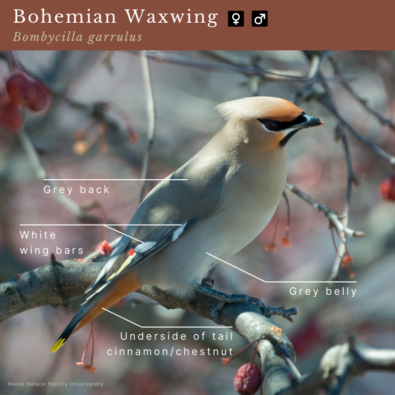 Bohemian Waxwing (Bombycilla garrulus)