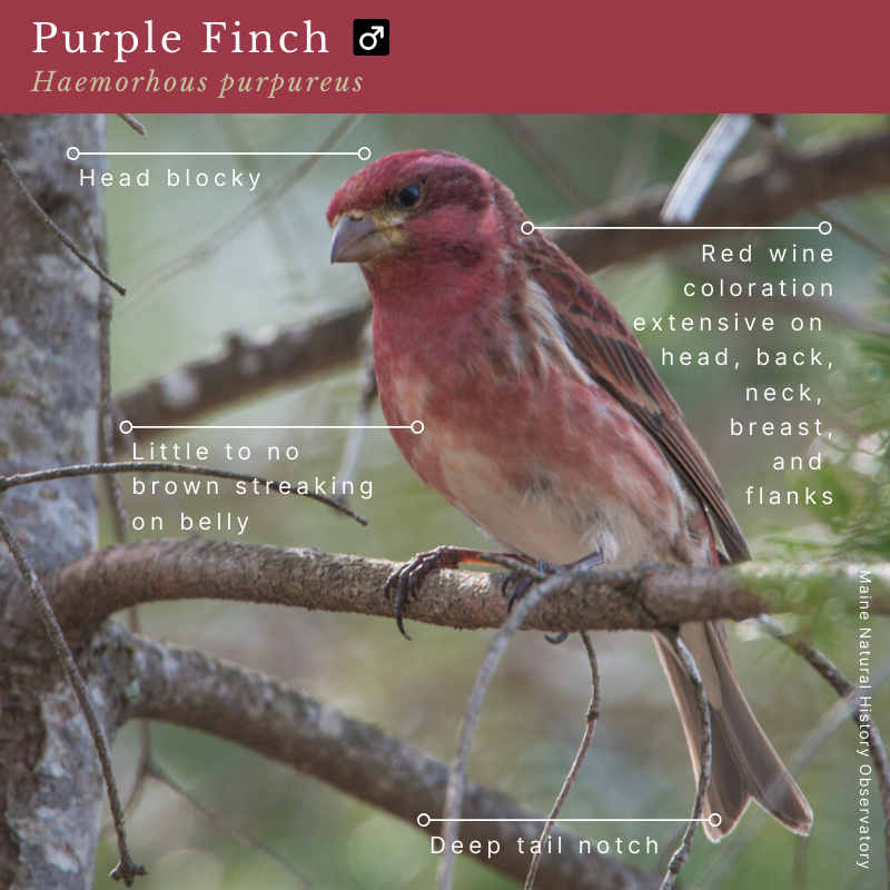 Purple Finch (Haemorhous purpureus)