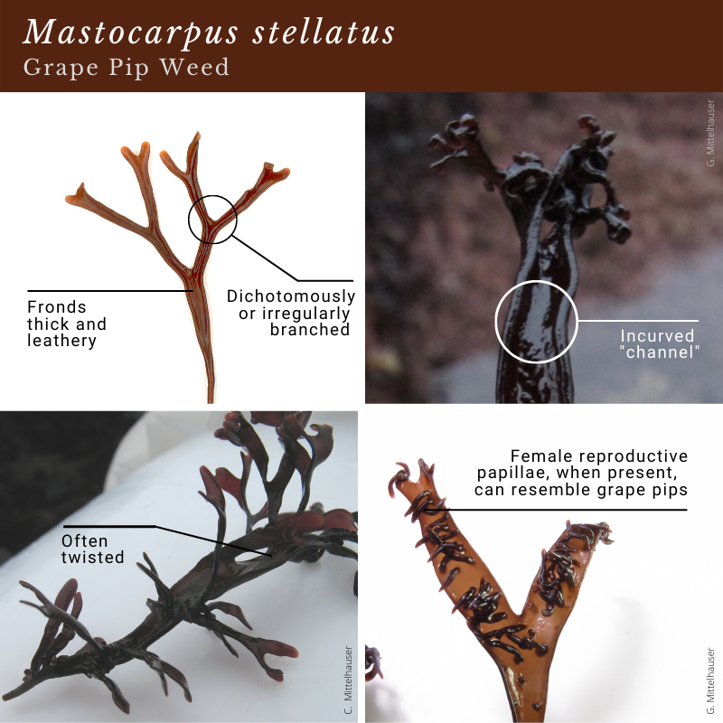 Mastocarpus stellatus (Grape Pip Weed) and Chondrus crispus (Irish Moss)