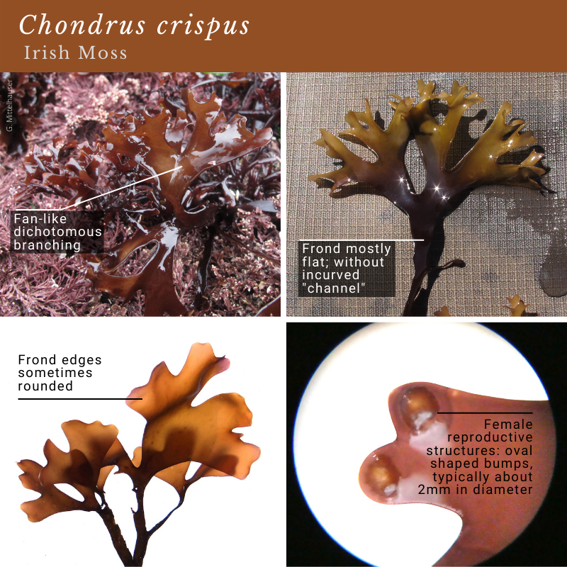 Mastocarpus stellatus (Grape Pip Weed) and Chondrus crispus (Irish Moss)