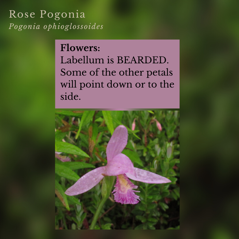 Orchids: Rose Pogonia (Pogonia ophioglossoides)
