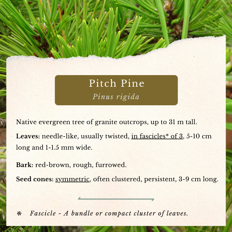 Jack Pine (Pinus banksiana) & Pitch Pine (Pinus rigida)