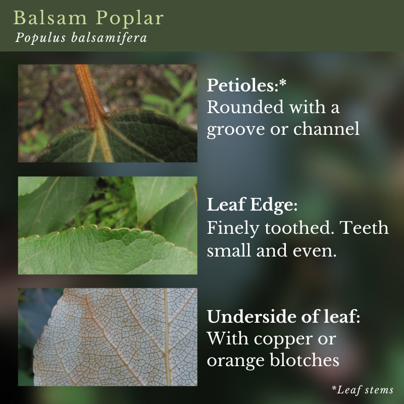 Balsam Poplar (Populus balsamifera)
