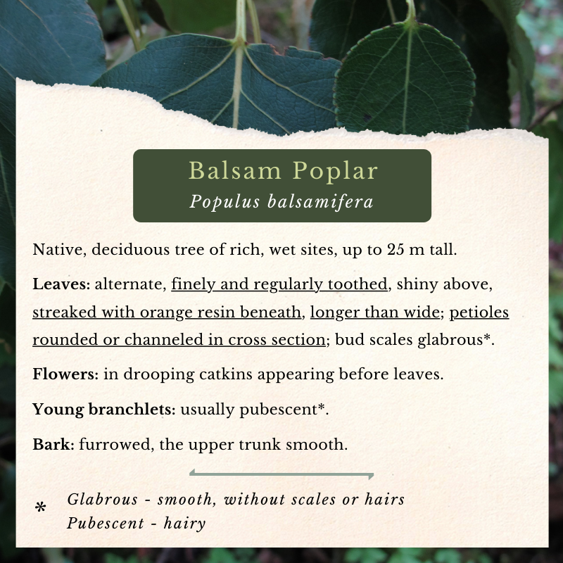 Balsam Poplar (Populus balsamifera)