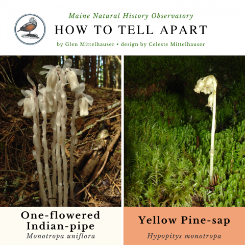 One-flowered Indian-pipe (Monotropa uniflora) & Yellow Pine-sap (Hypopitys monotropa)