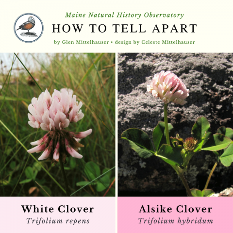White Clover (Trifolium repens) & Alsike Clover (Trifolium hybridum)