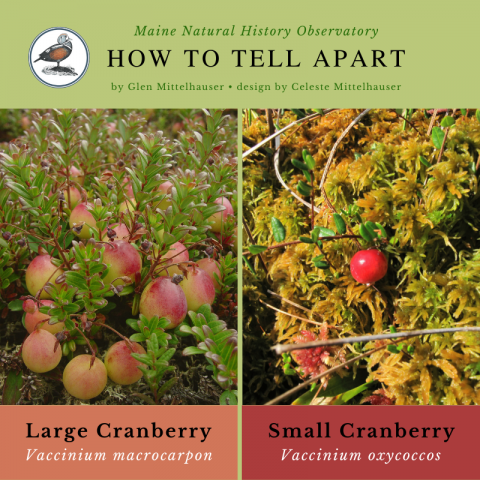 Large Cranberry (Vaccinium macrocarpon) & Small Cranberry (Vaccinium oxycoccos)