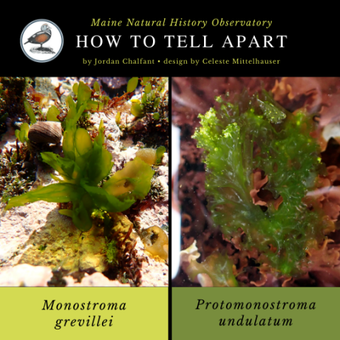 Monostroma grevillei and Protomonostroma undulatum
