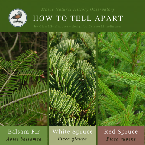 Balsam Fir (Abies balsamea), White Spruce (Picea glauca), & Red Spruce (Picea rubens)