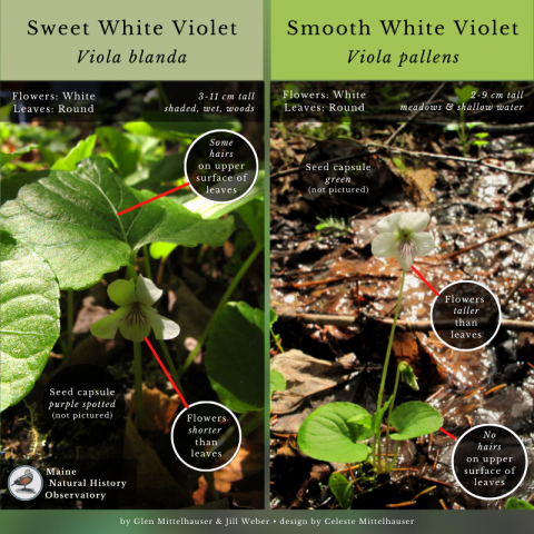 Sweet White Violet (Viola blanda) and Smooth White Violet (Viola pallens)
