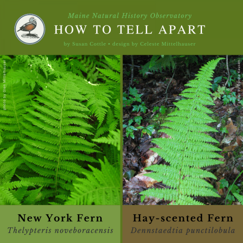 Hay-scented Fern vs. New York Fern