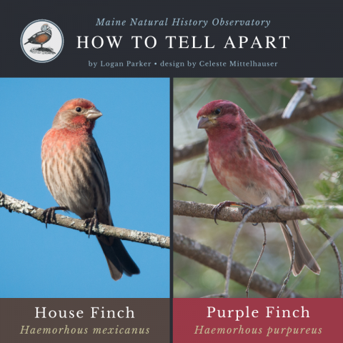 House Finch (Haemorhous mexicanus) and Purple Finch (Haemorhous purpureus)